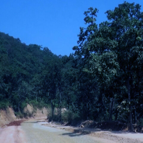 Forest Road