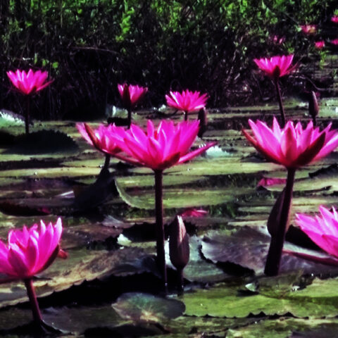 Lotus Flower