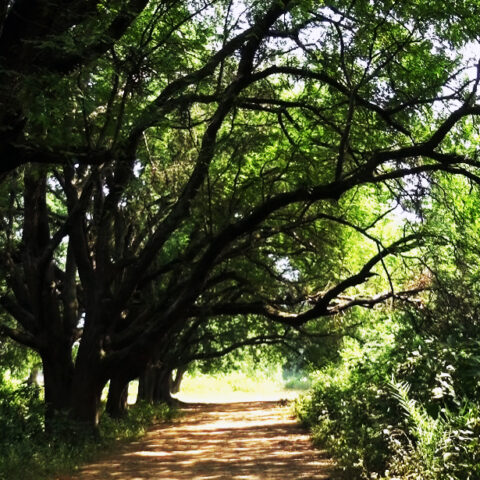 Deep Forest