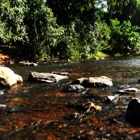 Forest Lake