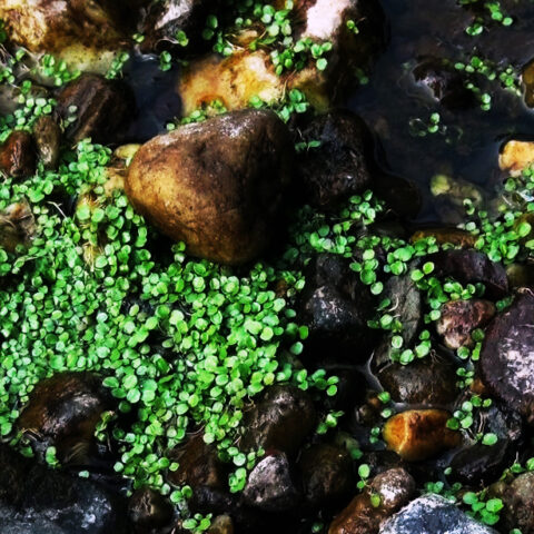Forest Stones